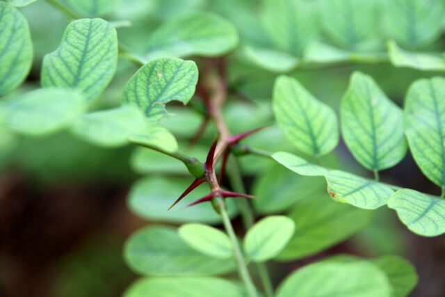 nature-prickly-sharp-growth-plant-leaf-1064313-pxhere.com