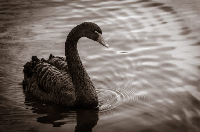 swan-black-swan-cygnus-atratus-emotion-lake-moods-1586461-pxhere.com